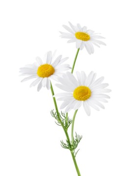 Lorem ipsum dolor sit amet